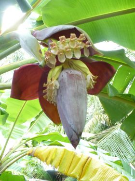 Banana flower Bocas del Toro – Best Places In The World To Retire – International Living